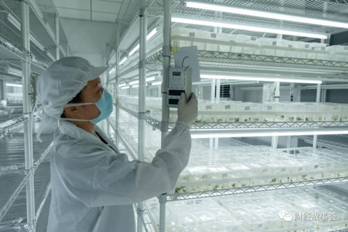 這屆年輕人有多野 空姐回村,海歸 農二代 ,博士ai種草莓